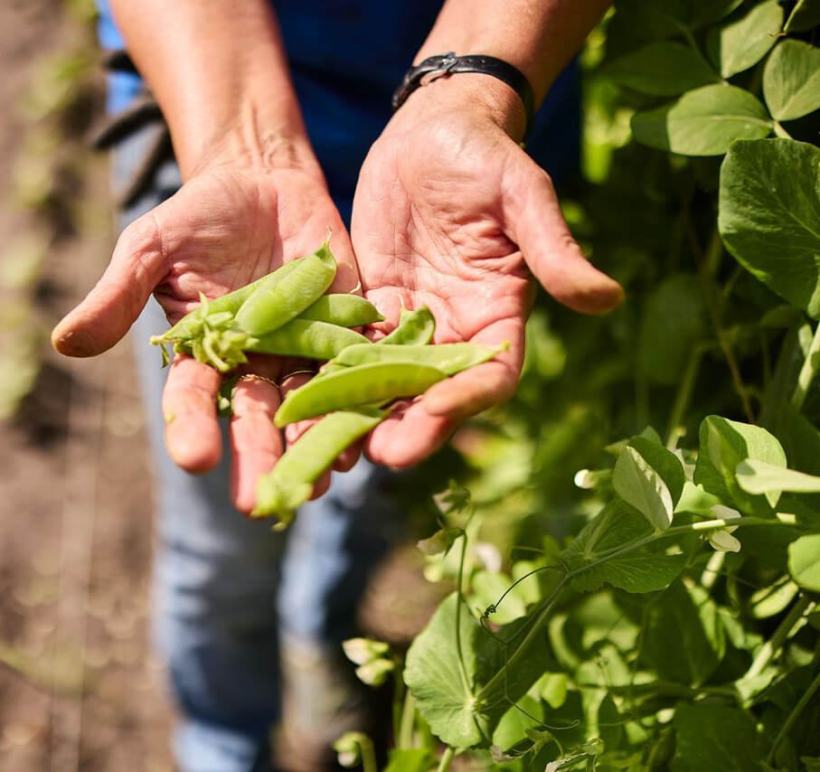 betaalde-oogstaandelen-2