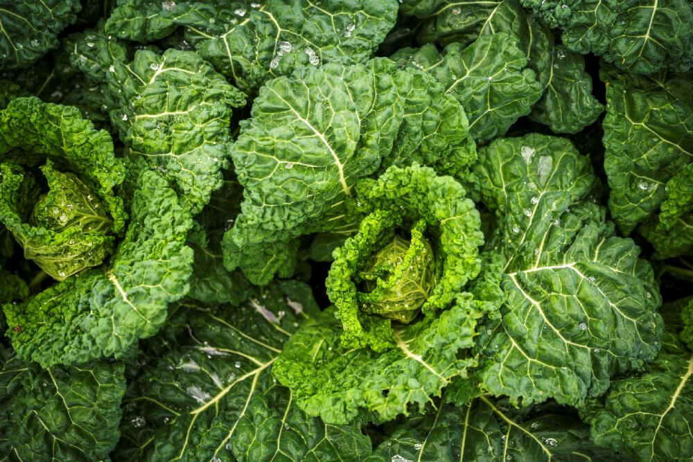 betaalde oogstaandelen-3