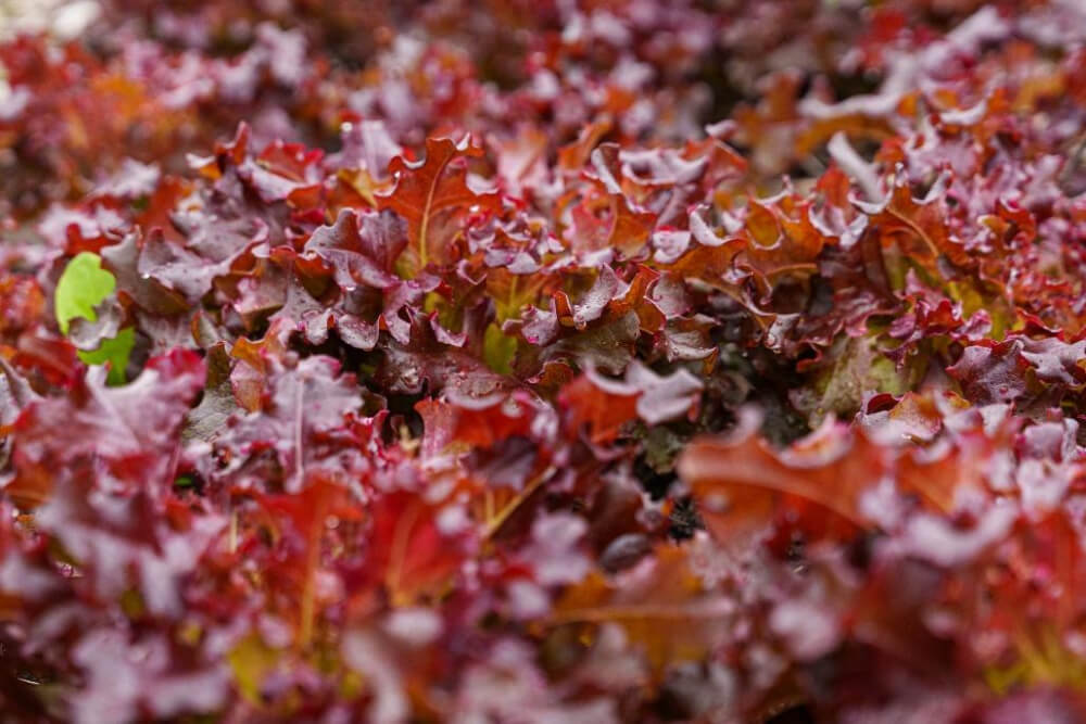 betaalde oogstaandelen-4