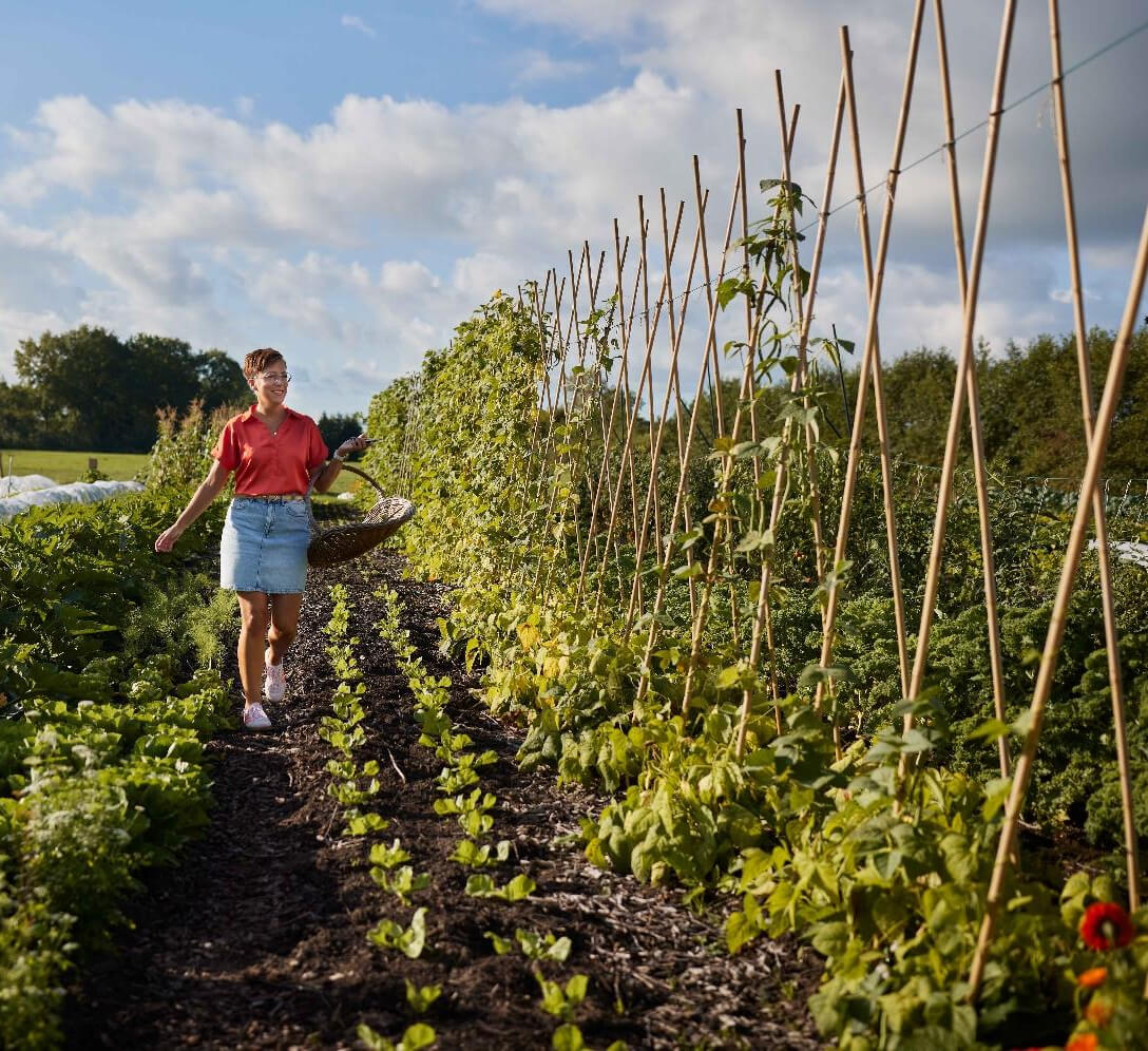 betaalde oogstaandelen1