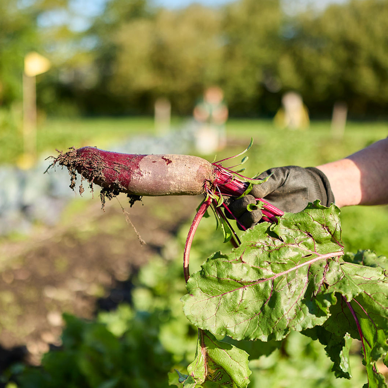 Elzenhiem sociale voedseltuin bietjes Elzenhiem sociale voedseltuin bietjes